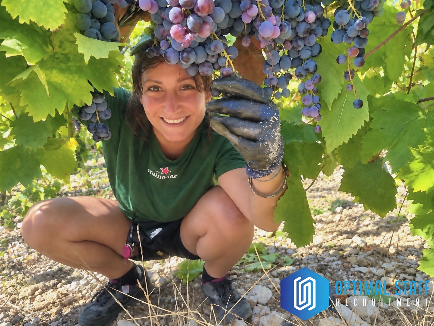 grape harvest france