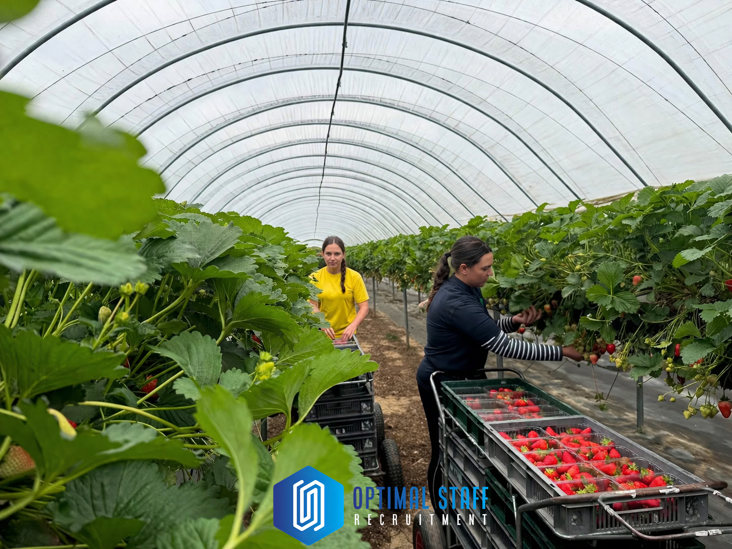 strawberry picking belgium 25