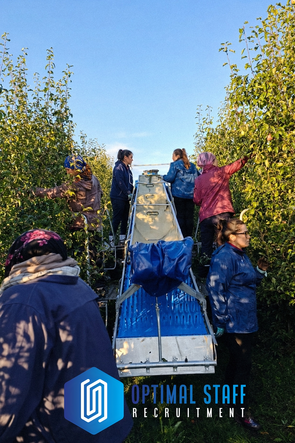 pear harvest belgium